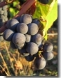 Pinot Noir - Rulandské Modré
