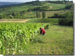 Alain Hasard na vinici